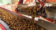 La pomme de terre libanaise: entre tubercules, tracasseries et espoirs d’export