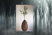 Capsula Mundi: Imagine Becoming a Tree After Death