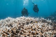 Coral Reefs on the Verge of Collapse as Bleaching Crisis Escalates