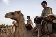 How Camels Helped Mauritania Beat Jihadism