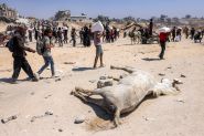 Trump Announces Food Distribution Centers for Gaza