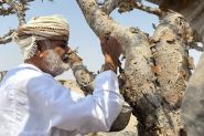 Frankincense Trees... Oman’s White Gold