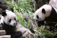 Beauval se prépare à dire adieu à ses pandas stars
