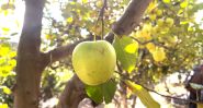 Akoura, une pomme fait vivre une montagne