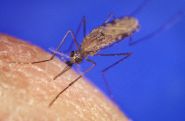 Malaria: Egypt Eradicates the Pharaohs' Disease