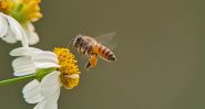 World Bee Day: A Vital Call to Safeguard Our Pollinators