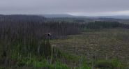 Canada Turns to Drones for Reforestation After Wildfires