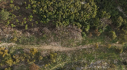 REEF: Evening on Biodiversity and Lebanon Facing the Ailanthus Invasion