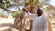 In Sudan, the War Cuts off Water and Kills Agriculture
