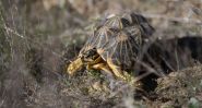 En Afrique du Sud, des chiens traquent une tortue en voie de disparition