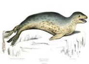Underwater Serenade: The Surprising Songs of Leopard Seals