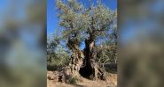 Southern Lebanon’s Olive Trees: Peace Left to Fallow