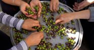 Olives, the Green Gold of Kfarmeshkeh