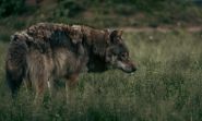 Wolf Protection Downgrade Gets Green Light in EU