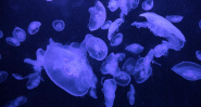 Shifting Jellyfish Season in Lebanon Linked to Climate Change