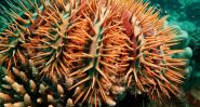 Wooden Spears Against a Coral-Killing Menace