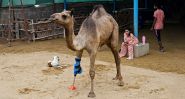 When a Camel Becomes a Symbol