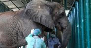 Pakistan's Last Elephants Battle Tuberculosis with 400 Pills a Day
