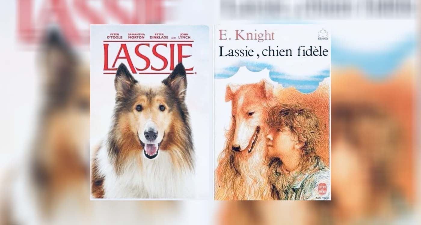 «Lassie», l’histoire vraie d’un colley devenu légende mondiale