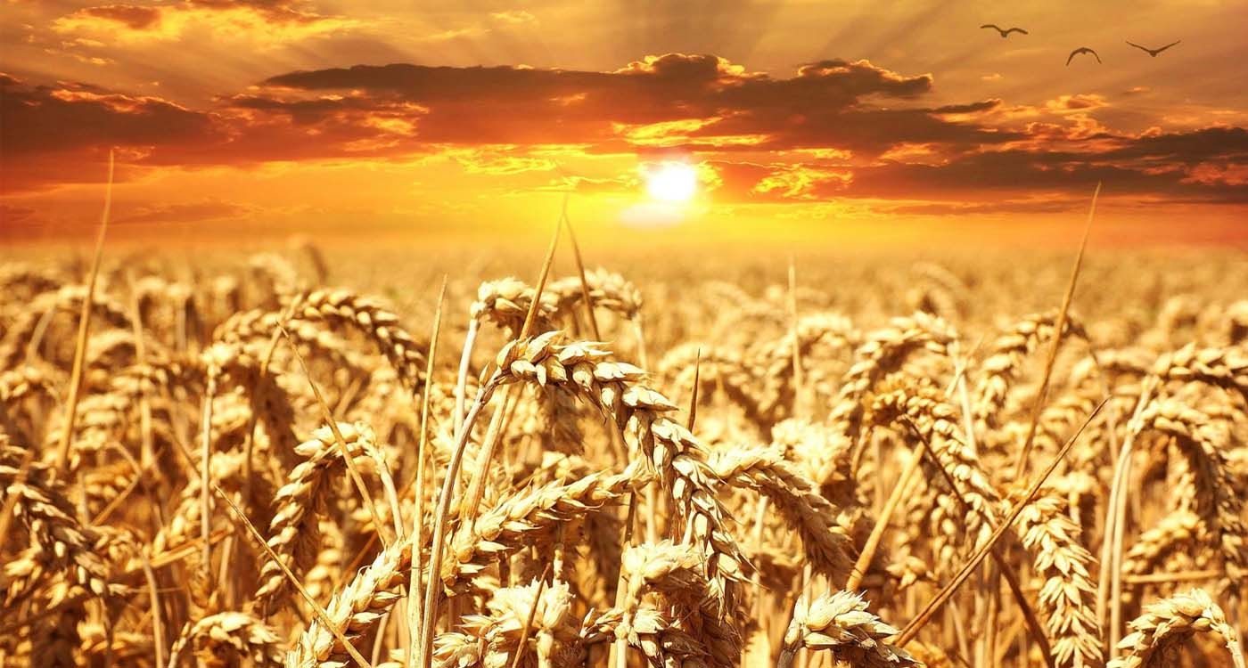The ‘Sunn Pest:’ A Tiny Insect and a Major Threat to Lebanon’s Wheat
