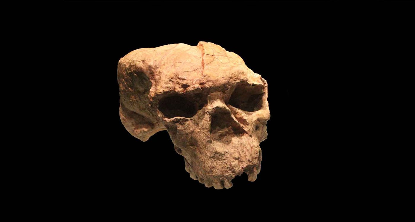 Un crâne chinois bouleverse la chronologie de l’évolution humaine