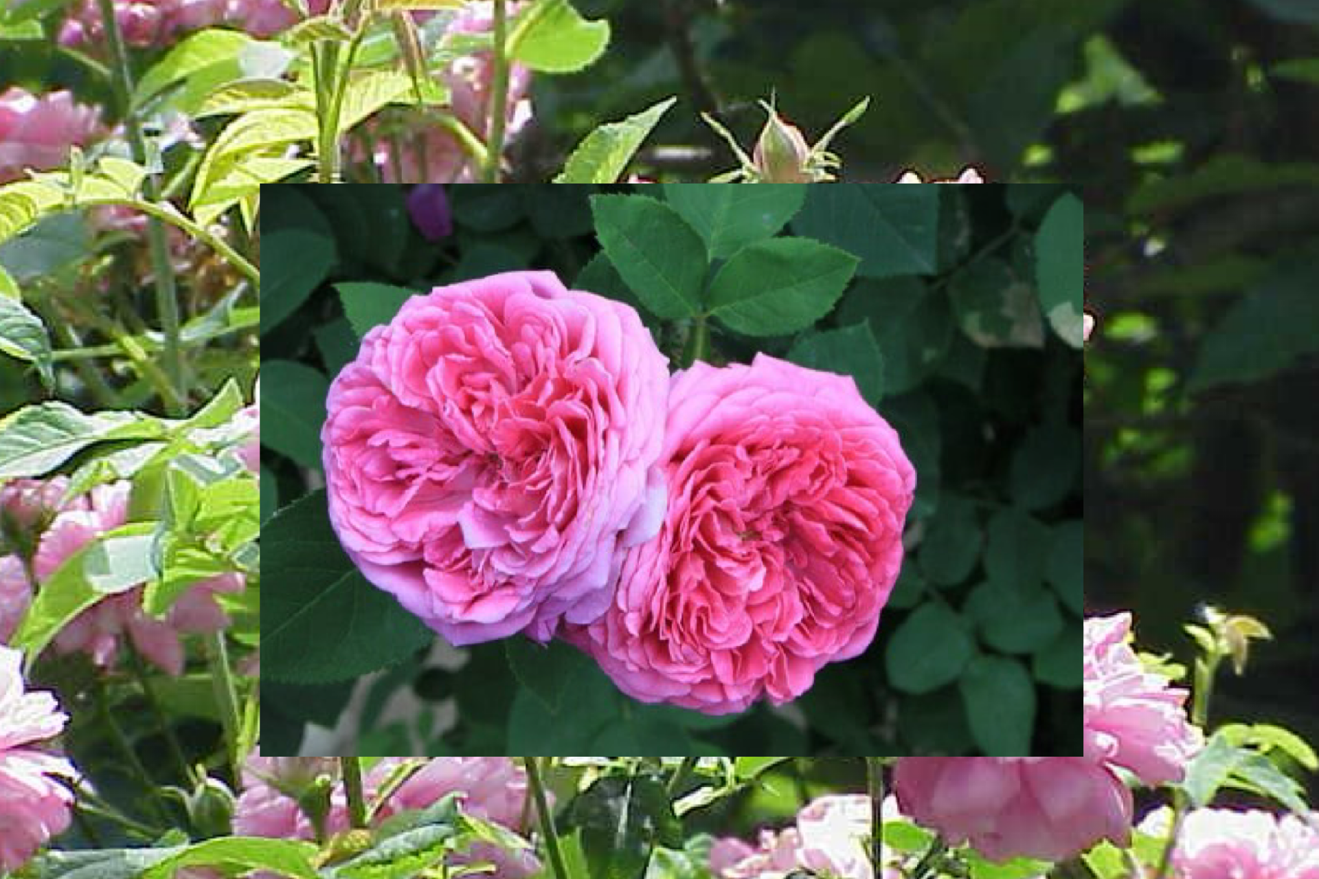 The Damask Rose, Defiant Memory of a Wounded Syria