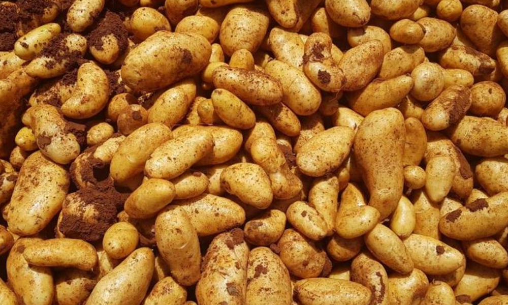 Le ministère de l'Agriculture appelle à soutenir le commerce des pommes de terre locales