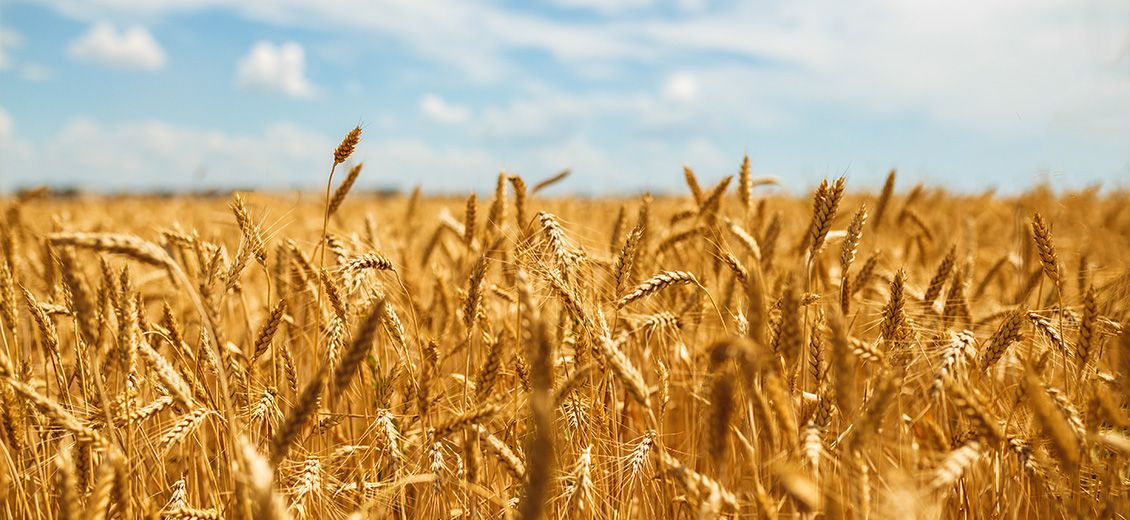 L'escalade en mer Noire fait rebondir le prix du blé