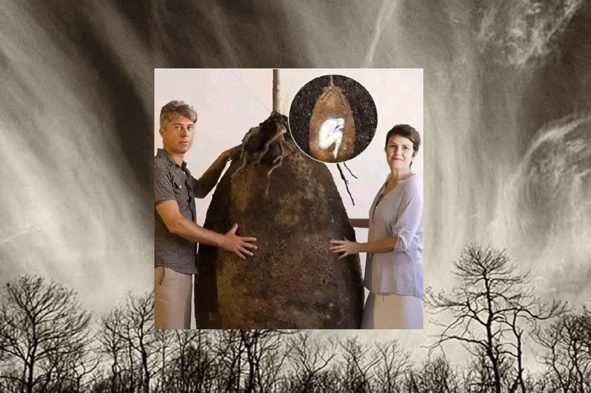 Capsula Mundi: et si on devenait un arbre après la mort? 