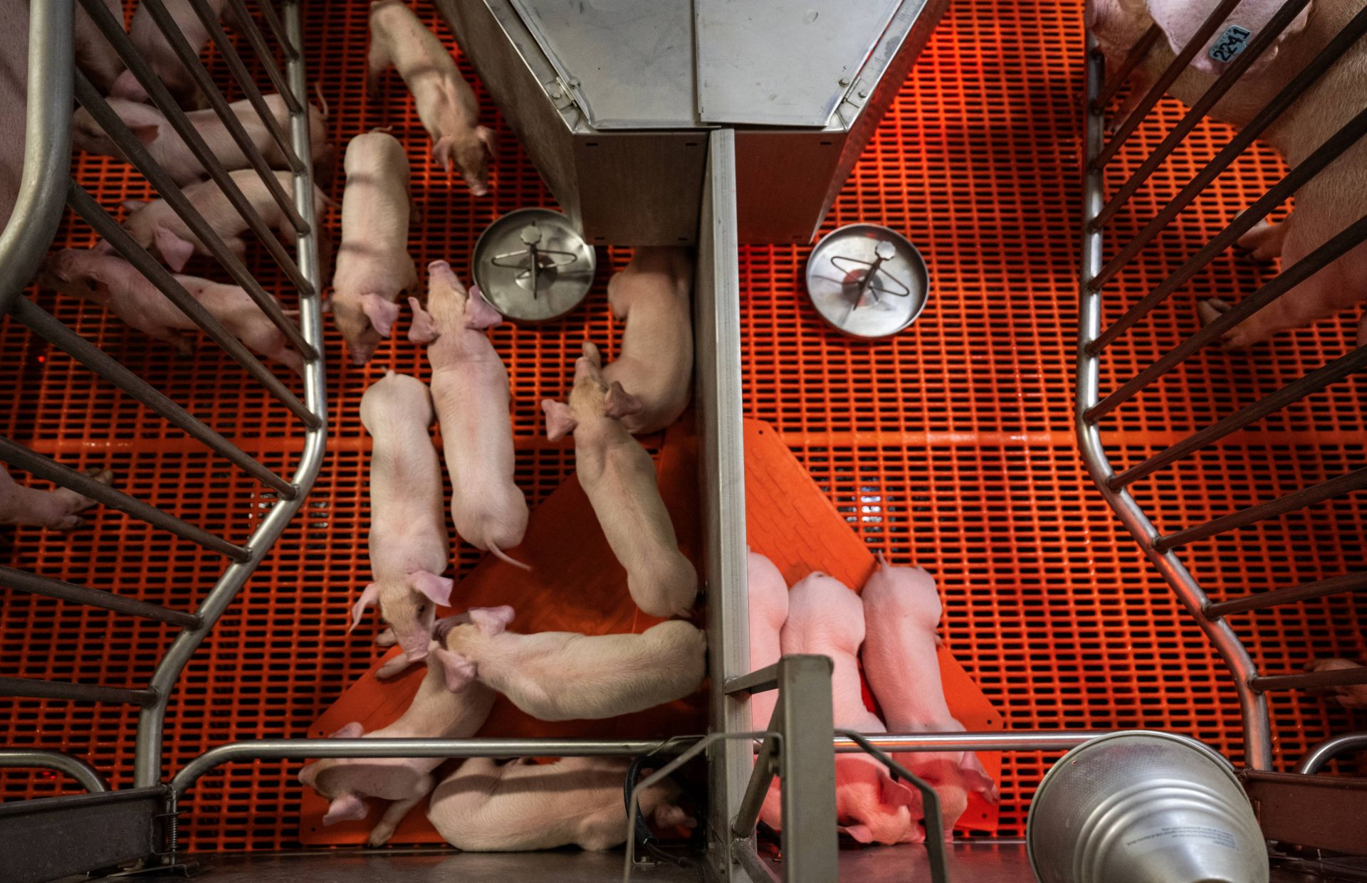 A US Farm Breeds Pigs for Human Kidney Transplants