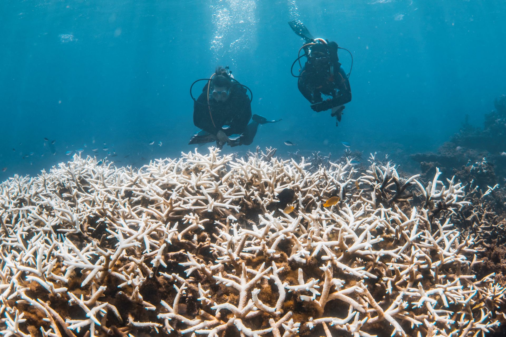 Coral Reefs on the Verge of Collapse as Bleaching Crisis Escalates