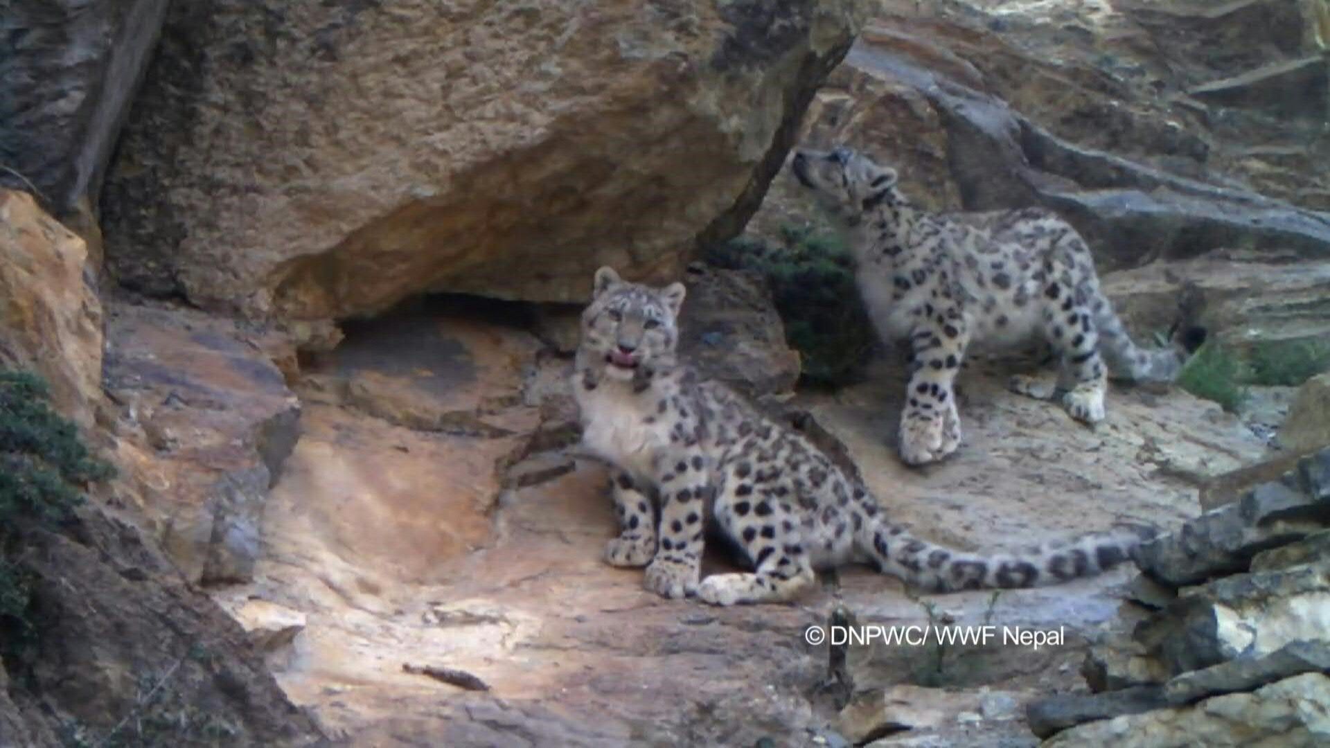 Landmark Nepal Survey Estimates Nearly 400 Elusive Snow Leopards