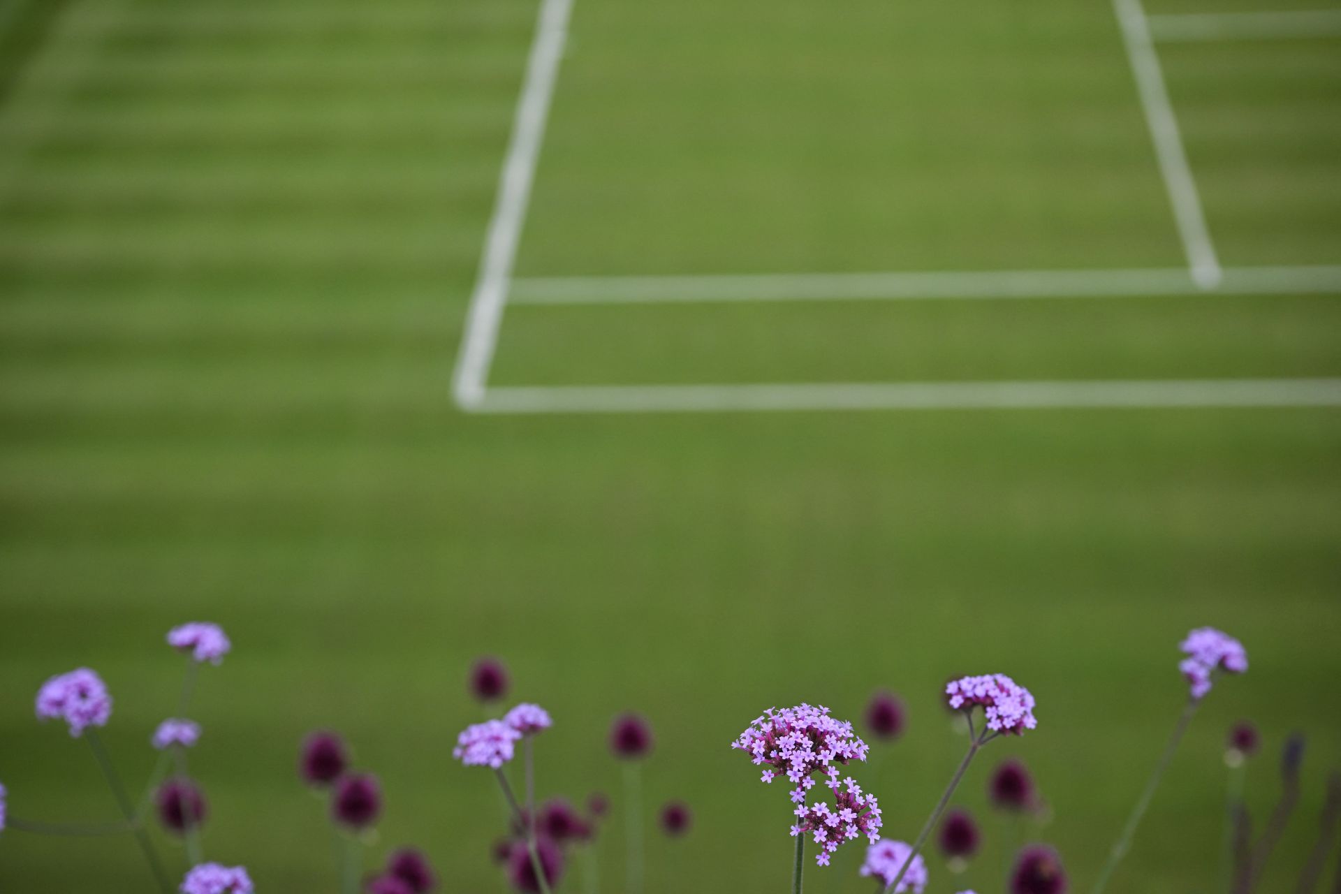 Wimbledon: l'invincible Alcaraz en quête du triplé, Djokovic rêve d'éternité