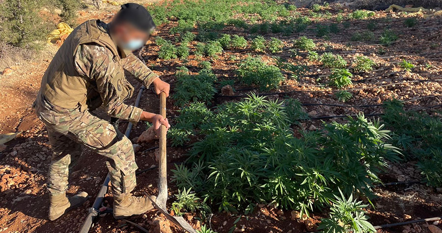 Destruction de plantations de cannabis et saisie de drogues à Baalbeck