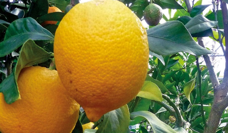 Jordan to Allow Import of Lebanese Lemons Starting May 10