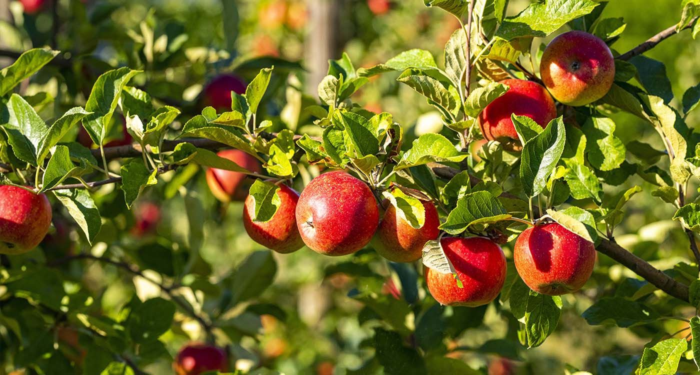 The Silent Crisis of Lebanese Apples