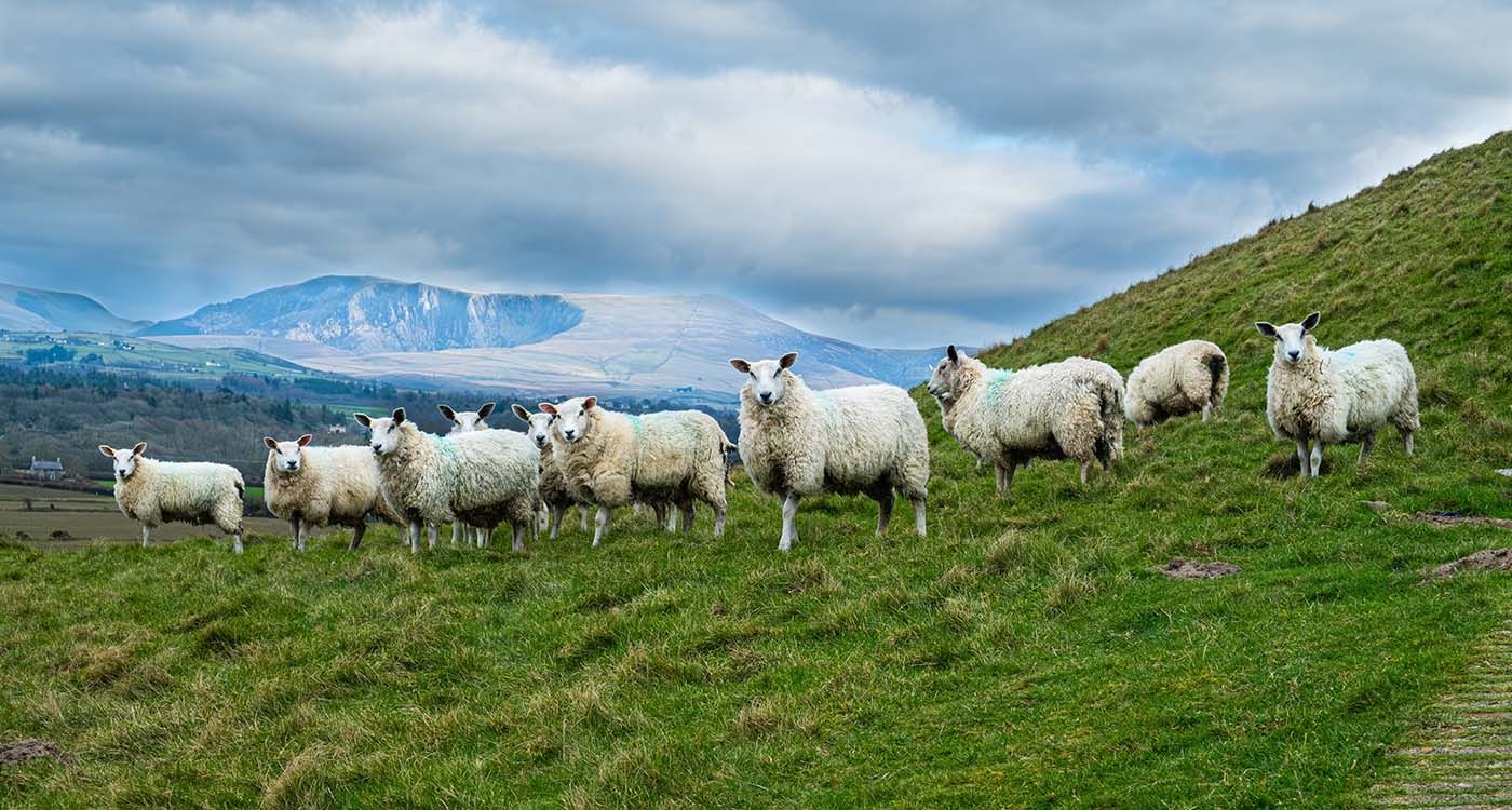 Mouton millionnaire? Tour d’horizon des prix