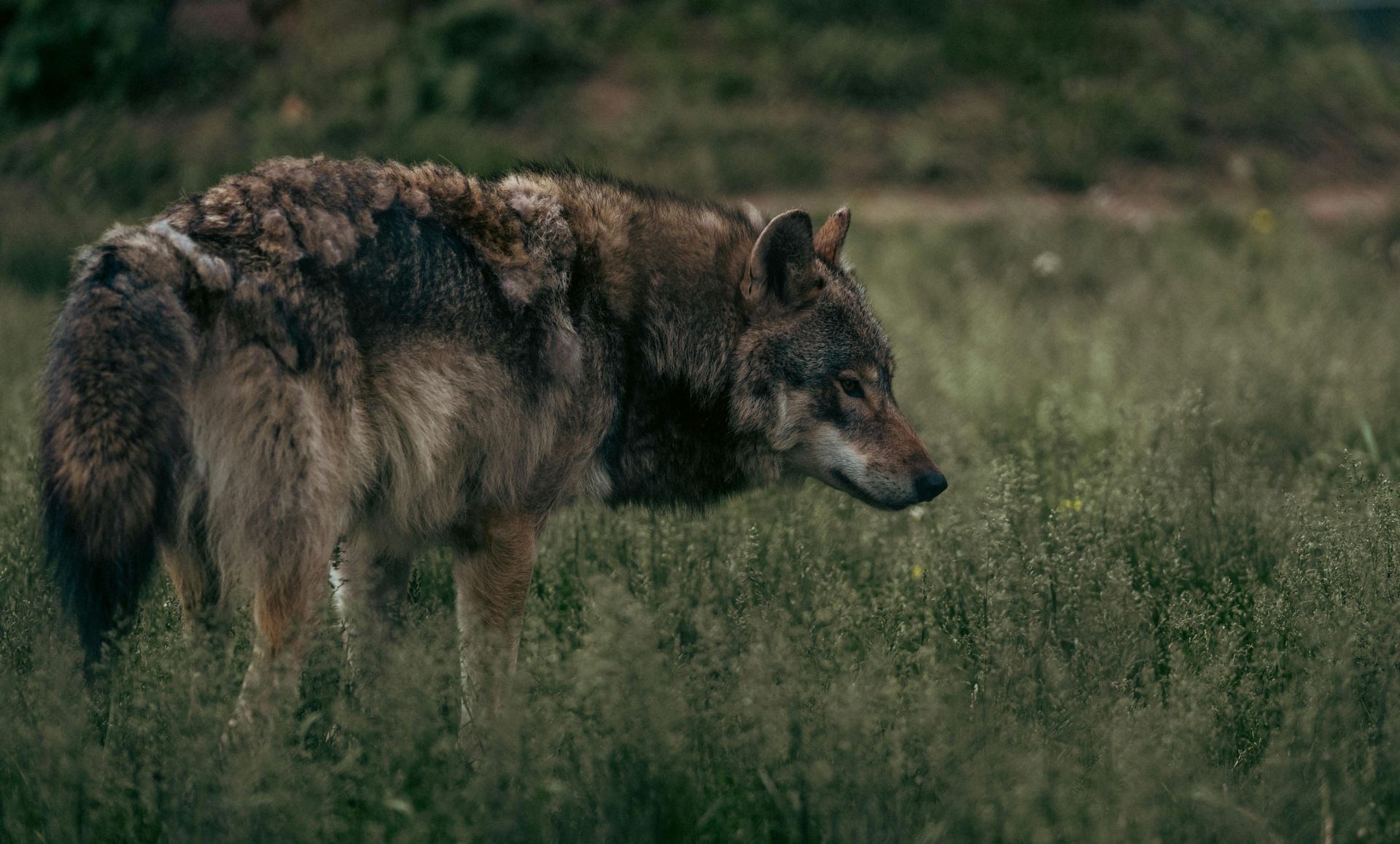 Wolf Protection Downgrade Gets Green Light in EU