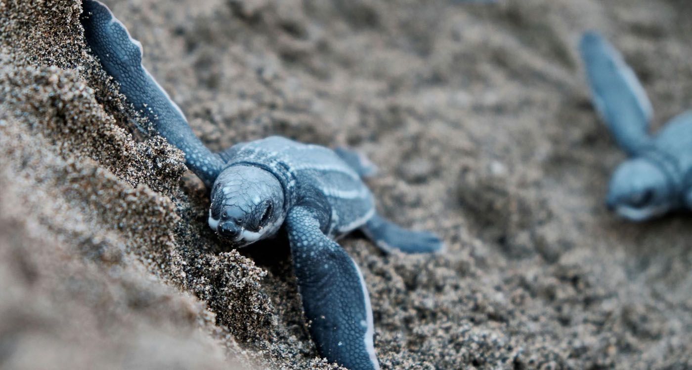 Dans l’ombre des vagues, la vie renaît à pas de tortue
