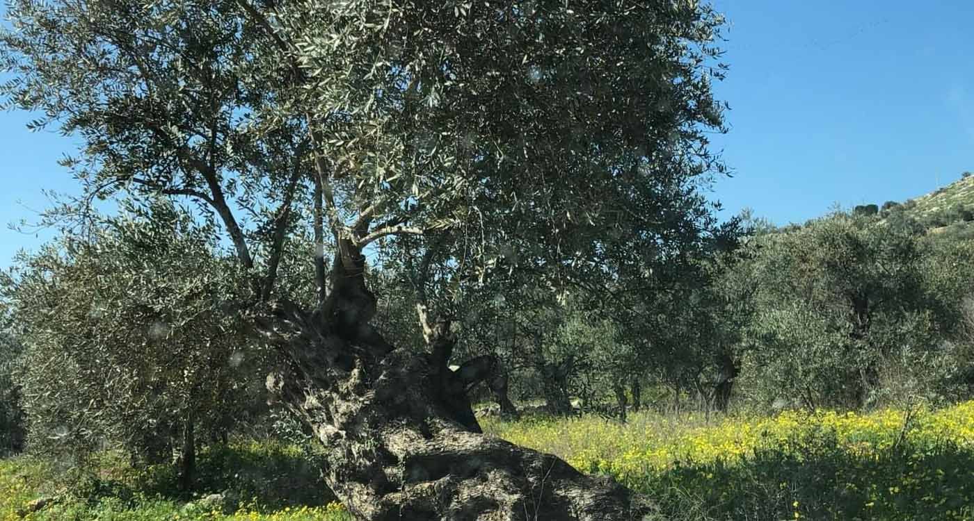 A Sad Season for Olive Harvest in the Border Zone