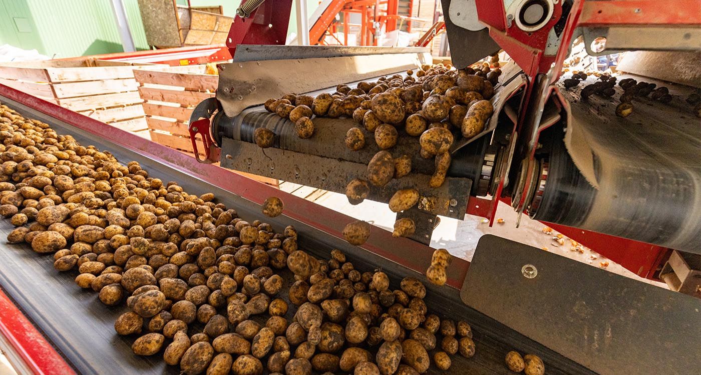 Lebanese Potatoes: Tubers, Challenges and Export Hopes