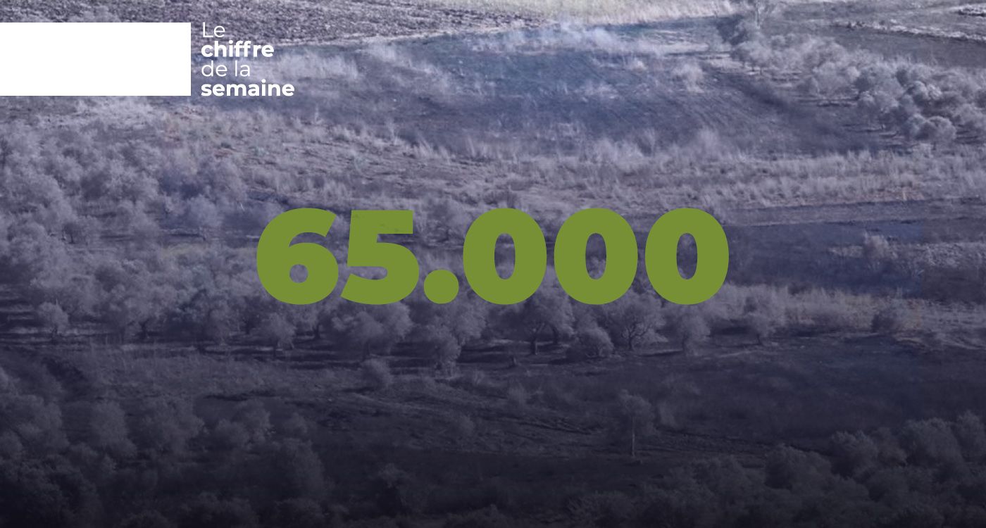 Les flammes de la guerre éteignent 65.000 oliviers