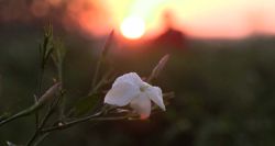 Egyptian Jasmine, Precious Essence Threatened by Global Warming