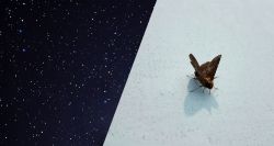 Australian Moths Use Stars as Compass