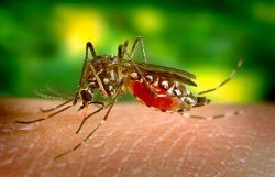 Malaria in Lebanon: Discreet Comeback or Simple Alert?