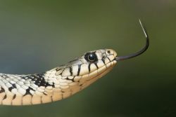 Man Who Let Snakes Bite Him 200 Times Spurs New Antivenom Hope