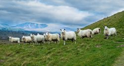 Soaring Sheep Prices Mark Eid al-Adha Preparations Across Arab World