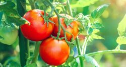 The Lebanese Tomato Takes Center Stage: Prices Skyrocket Across Markets