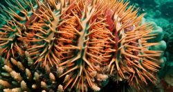 Wooden Spears Against a Coral-Killing Menace