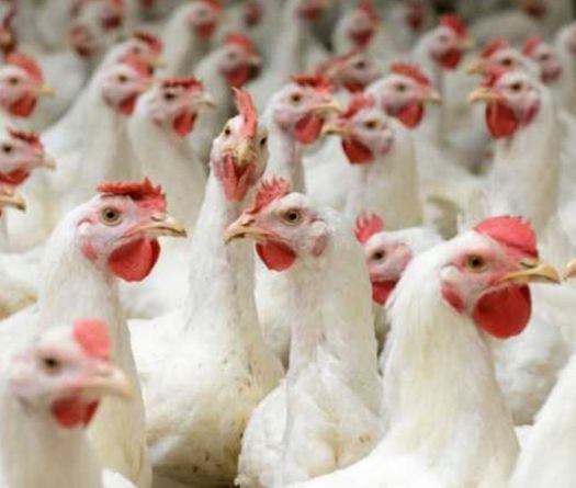 Poultry Sector Warns: Imports Are Killing Our Industry